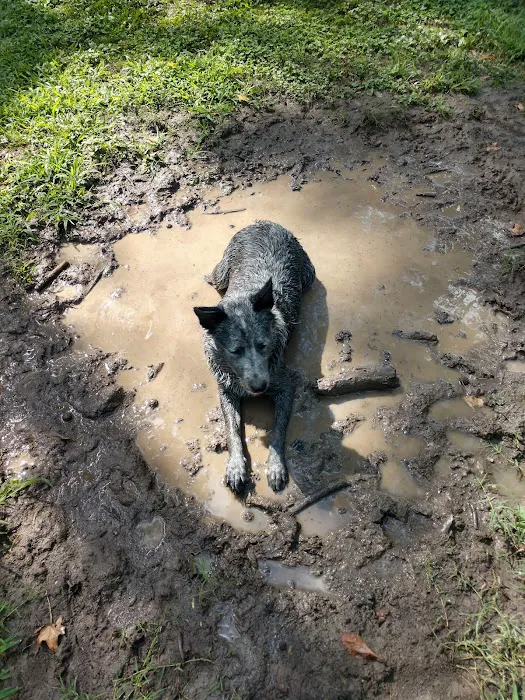 Salem Woods Dog Park 7