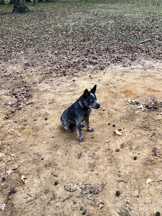 Salem Woods Dog Park 5