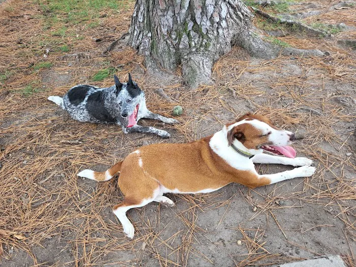 City Park Dog Park 2