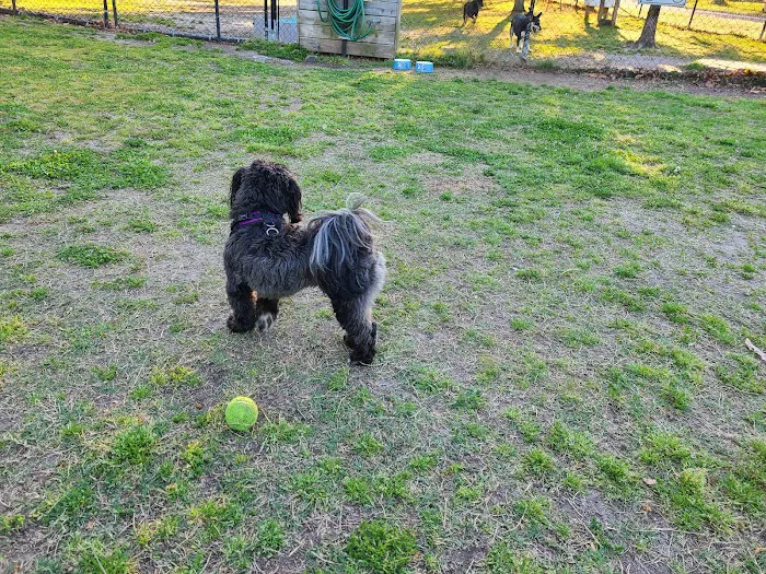 Tait Terrace Dog Park 10