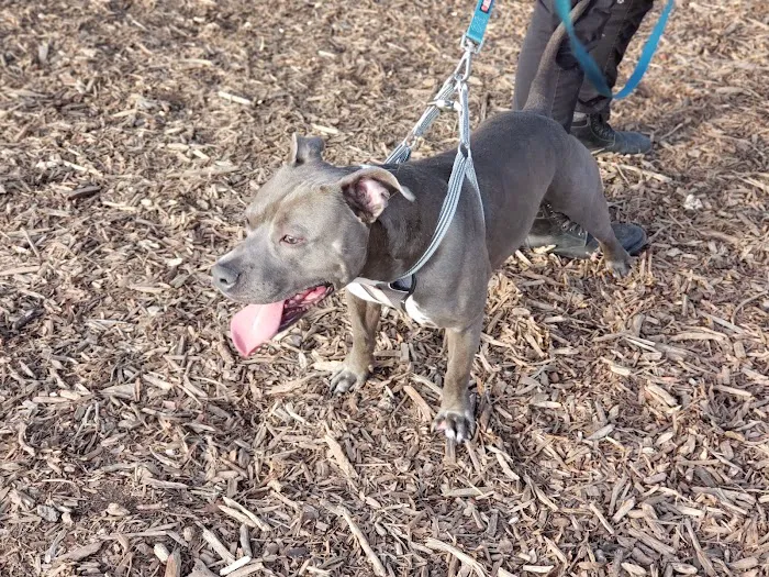 Lafayette Dog Park 10