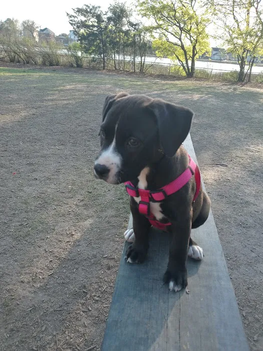 Lafayette Dog Park 9