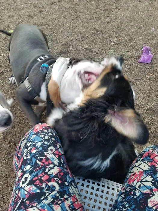 Ocean View Dog Park 6
