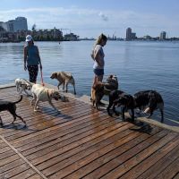 Bea Arthur Dog Park ico