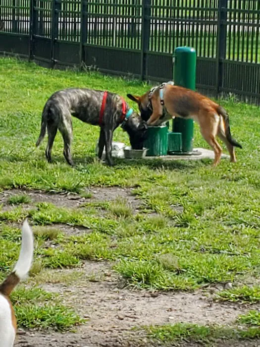 Meadowbrook Dog Park 9