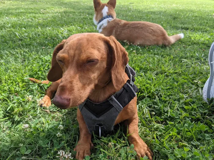 Meadowbrook Dog Park 3