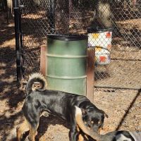 Western Branch Dog Park ico