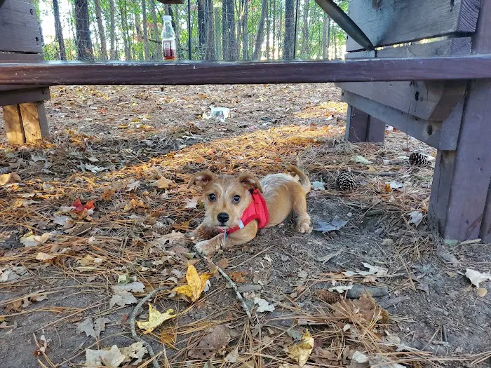 Western Branch Dog Park 10