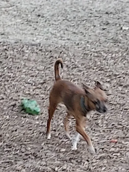 Western Branch Dog Park 2