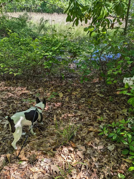 Western Branch Dog Park 9