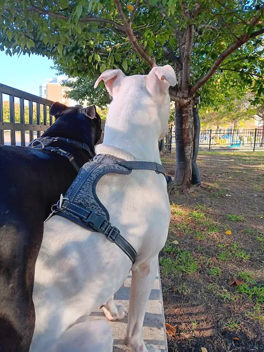 Downtown Hampton Dog Park 2