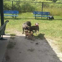 Ridgway Bark Park ico