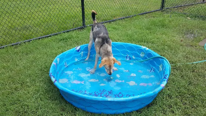 Ridgway Bark Park 5