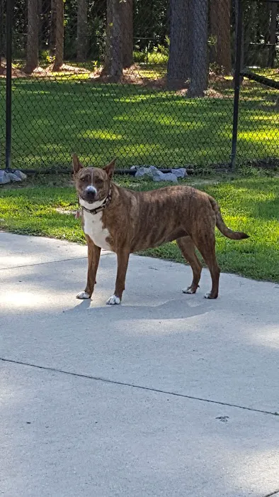 Lake Meade Dog Park 7