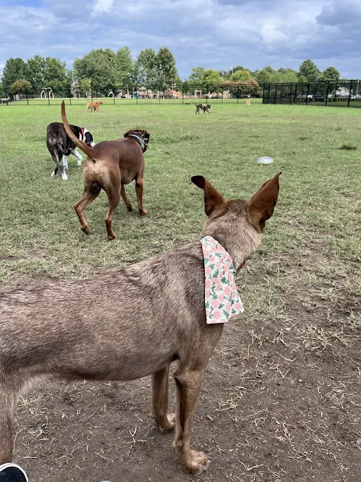 Kidsburg Dog Park 8