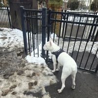 Ghent Dog Park ico