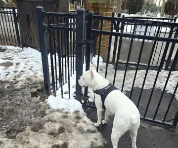 Ghent Dog Park