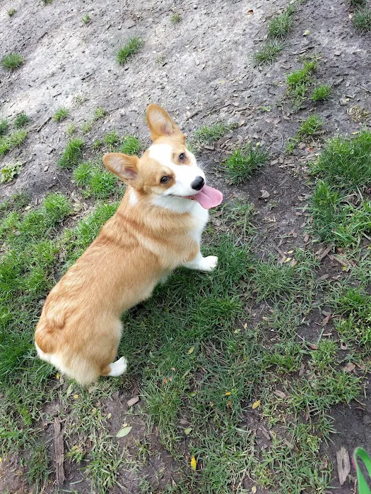 Ghent Dog Park 5