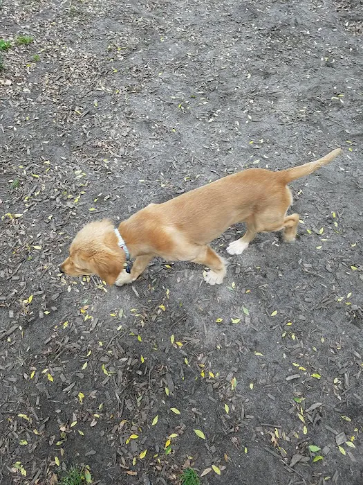 Ghent Dog Park 7