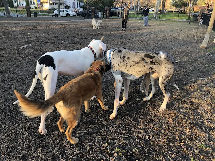 Ghent Dog Park 3