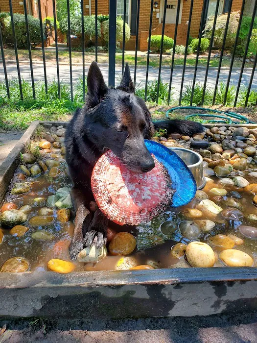 Ghent Dog Park 9