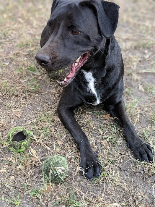 Ghent Dog Park 10
