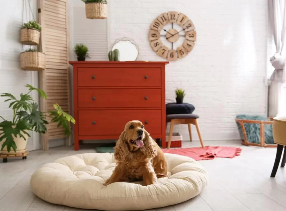 Creative and Easy DIY Pet Bed Ideas to Pamper Your Pet