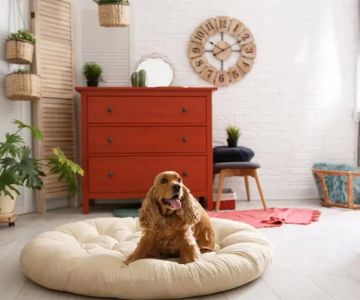 Creative and Easy DIY Pet Bed Ideas to Pamper Your Pet