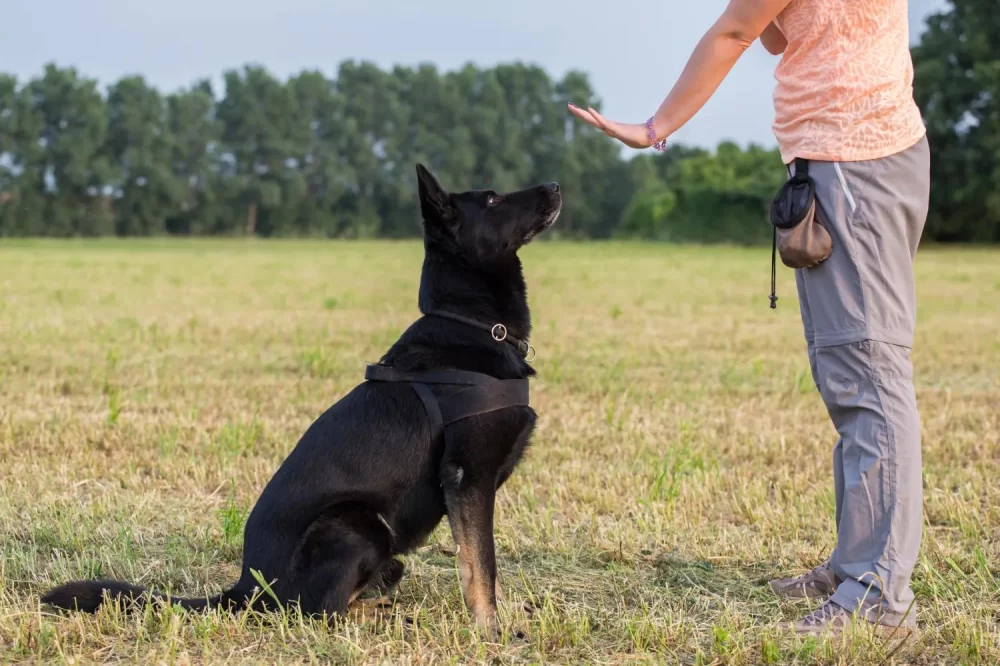 How to Teach a Dog to Stay: Effective Training Tips for Lasting Obedience