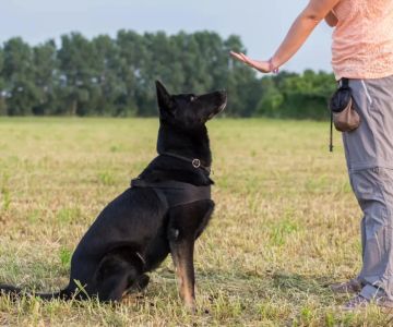 How to Teach a Dog to Stay: Effective Training Tips for Lasting Obedience