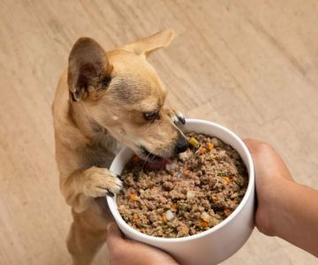 Homemade Dog Food Recipes for Kidney and Liver Health – Nutritious Care Tips