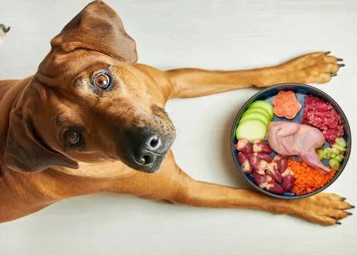 Homemade Dog Food for Puppies with Allergies: Safe and Nutritious Recipes