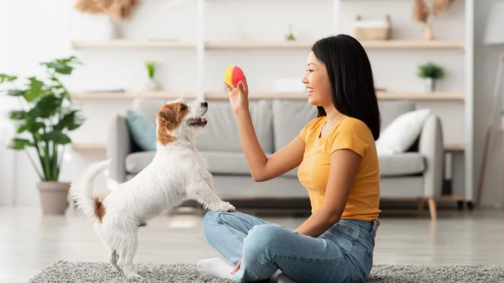 How to Train a Dog to Sit and Stay: Effective Techniques for Obedient Pets