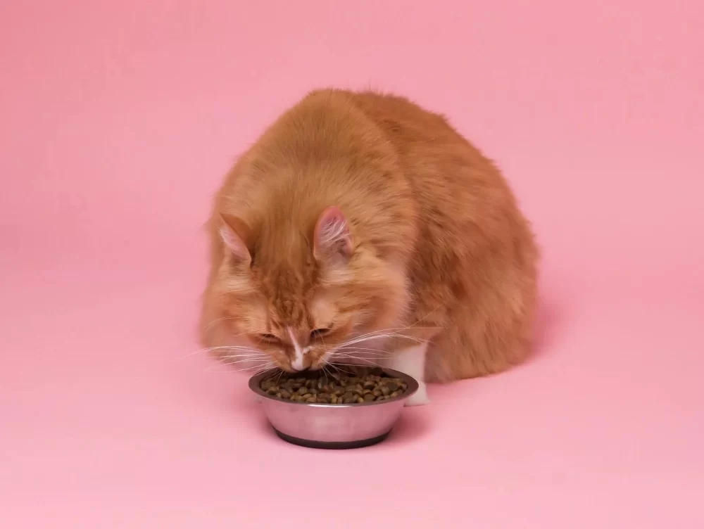 Safe and Nutritious Homemade Treats for Diabetic Cats