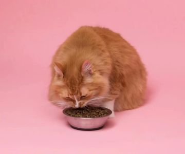 Safe and Nutritious Homemade Treats for Diabetic Cats