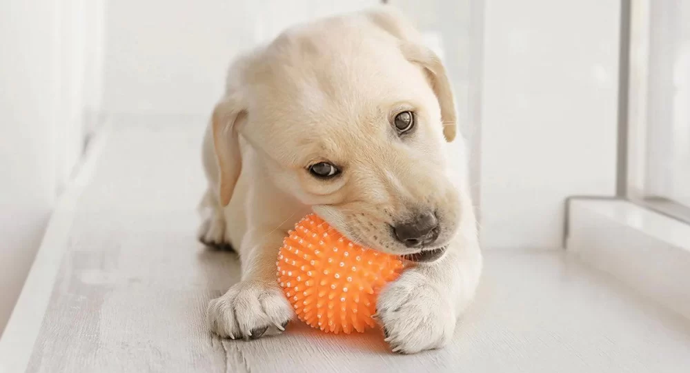 Choosing the Best Toys for Dogs Who Love to Chew: Durable and Safe Options