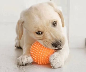 Choosing the Best Toys for Dogs Who Love to Chew: Durable and Safe Options