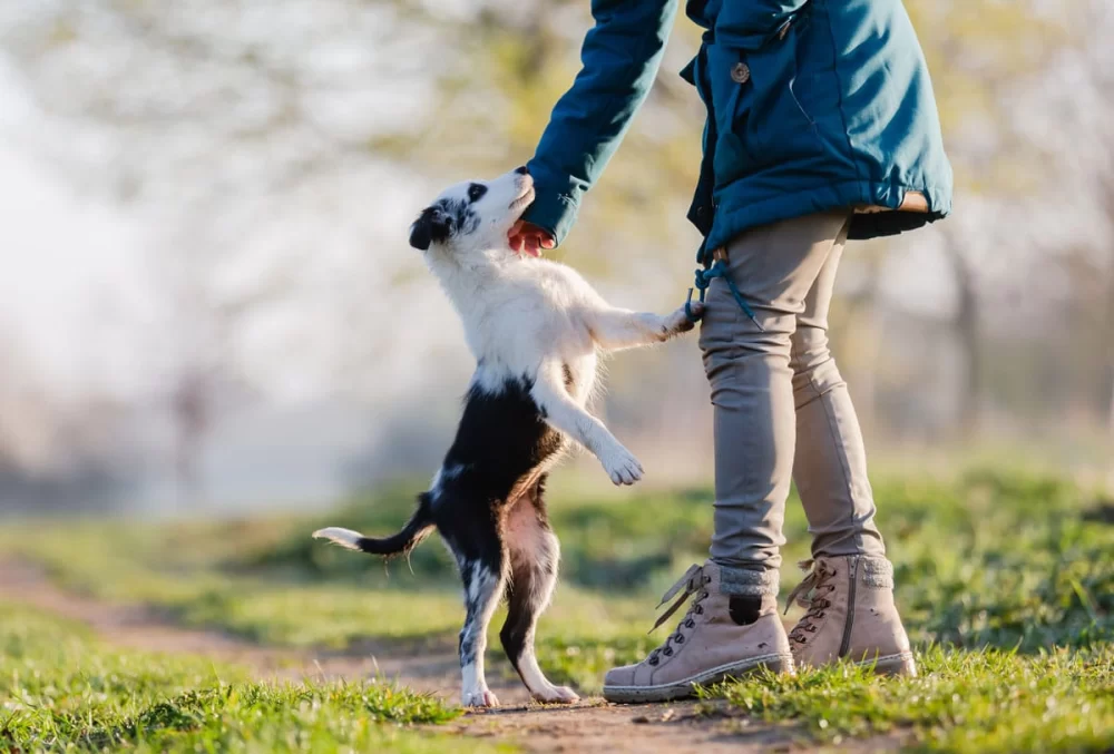 Practical Techniques to Train a Dog to Stop Jumping Effectively
