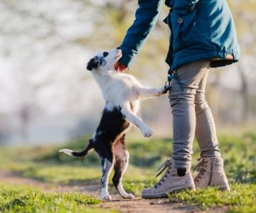 Practical Techniques to Train a Dog to Stop Jumping Effectively
