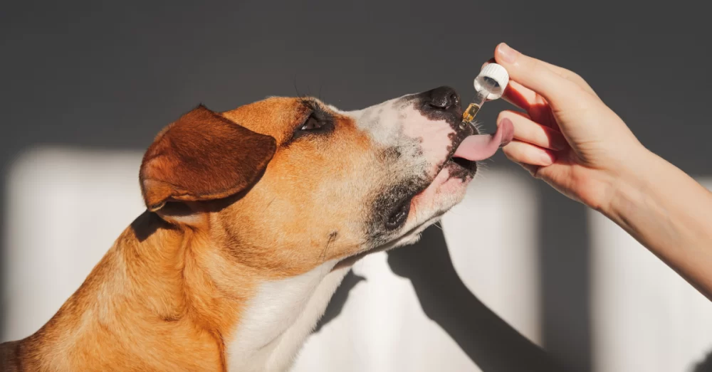 Natural Remedies for Dog Arthritis and Joint Pain – Holistic Care Tips
