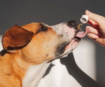 Natural Remedies for Dog Arthritis and Joint Pain – Holistic Care Tips