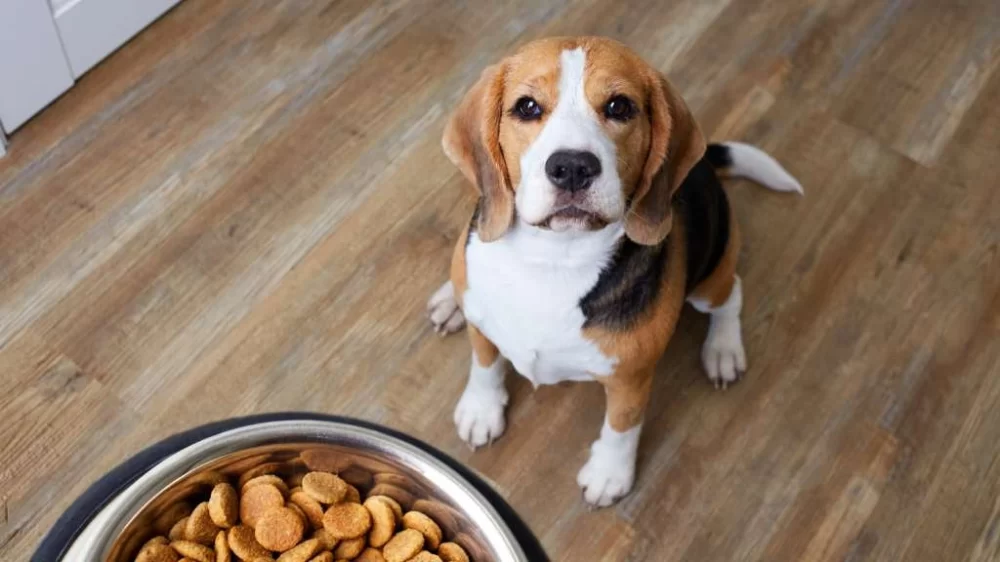 Best Dog Food for Large Breed Puppies: Optimal Nutrition for Healthy Growth