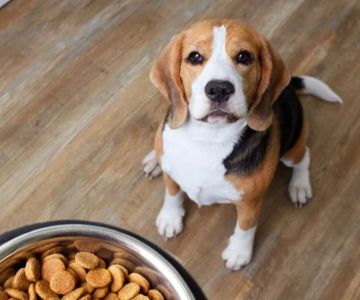 Best Dog Food for Large Breed Puppies: Optimal Nutrition for Healthy Growth
