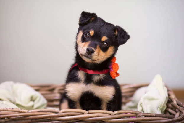 Effective Ways to Socialize a Rescue Puppy for a Confident and Happy Dog
