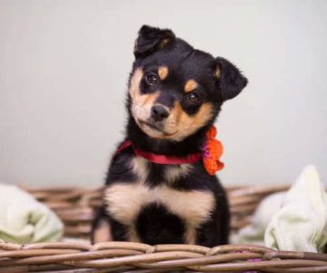 Effective Ways to Socialize a Rescue Puppy for a Confident and Happy Dog