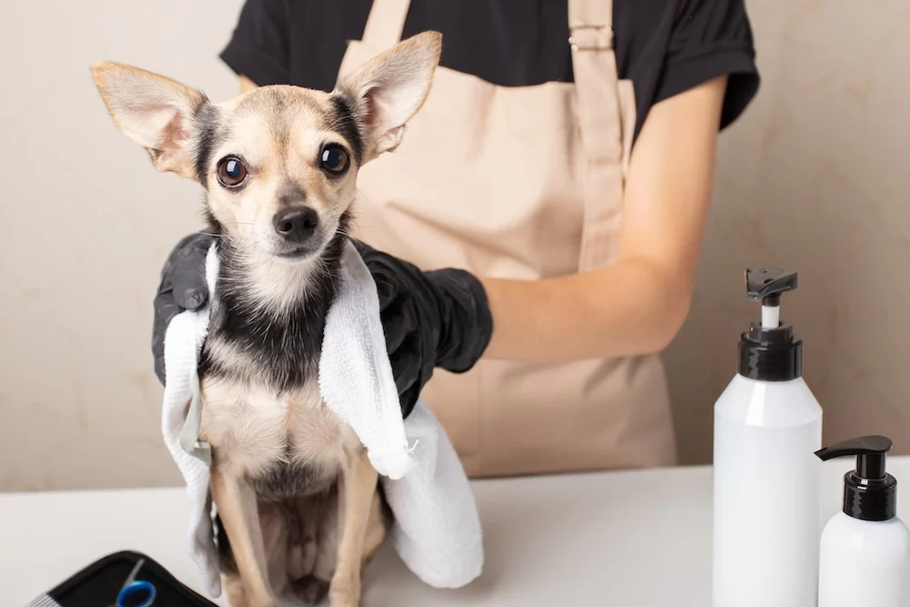 How to Groom a Senior Dog: Essential Tips for Caring for Your Aging Pet