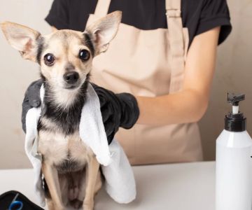 How to Groom a Senior Dog: Essential Tips for Caring for Your Aging Pet