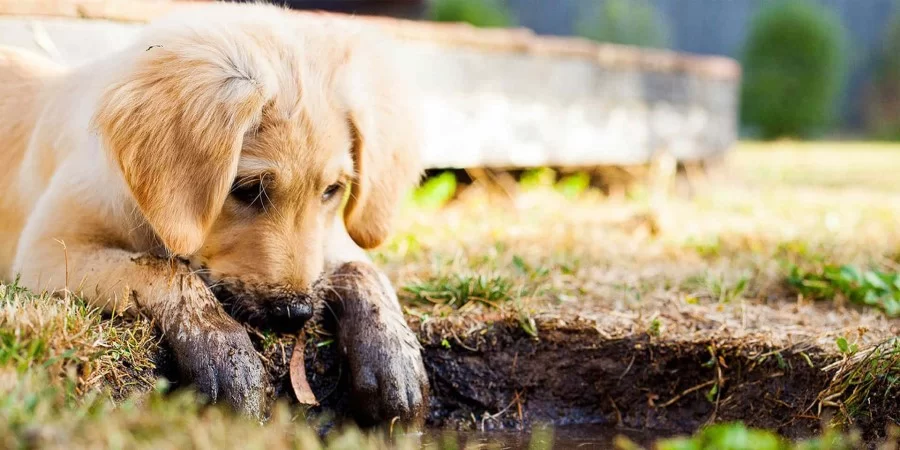 Effective Ways to Stop Dogs from Digging in Your Yard Naturally