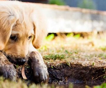 Effective Ways to Stop Dogs from Digging in Your Yard Naturally
