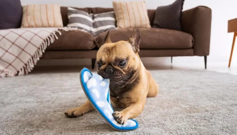 Effective Ways to Stop Dogs from Chewing Shoes and Protect Your Home